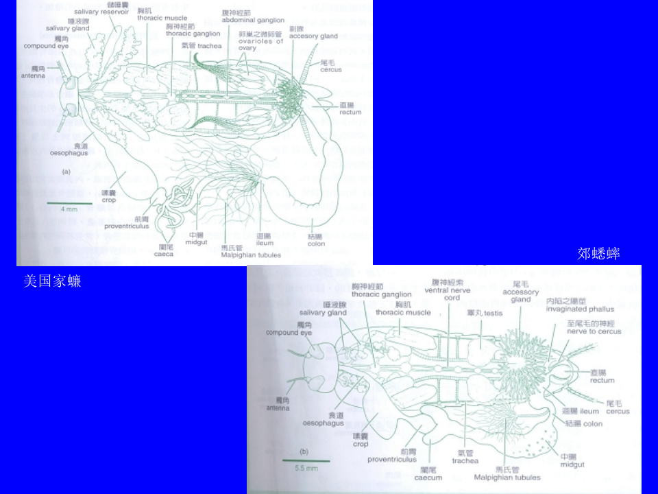 昆虫学3.ppt 第2页