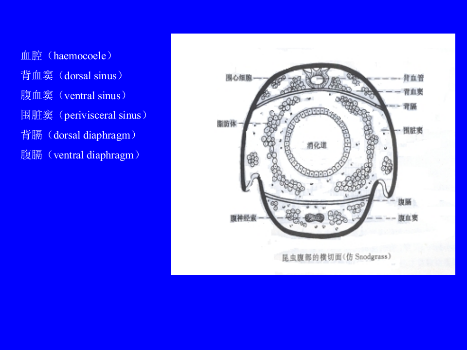 昆虫学3.ppt 第3页