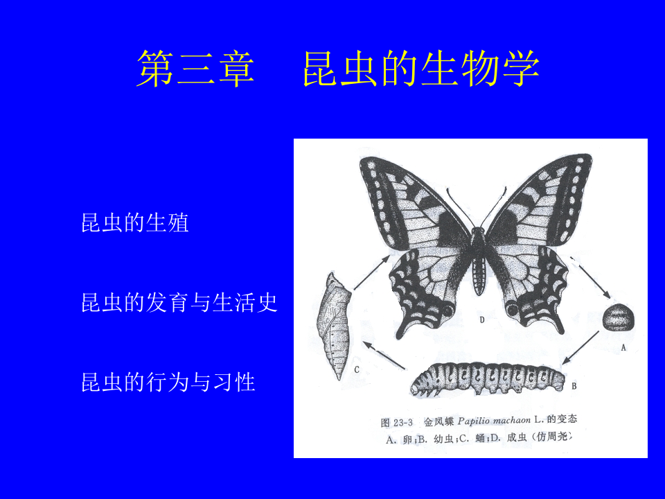 昆虫学4.ppt 第1页
