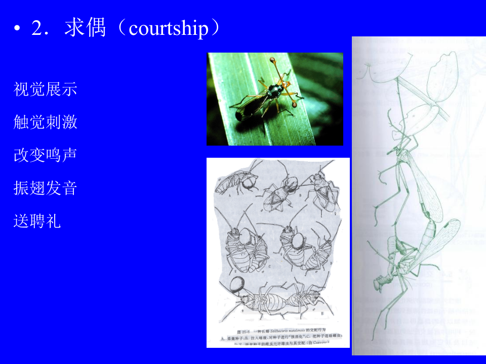 昆虫学4.ppt 第3页