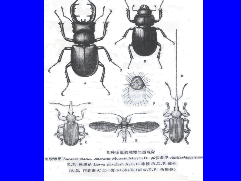 昆虫学4.ppt 第5页