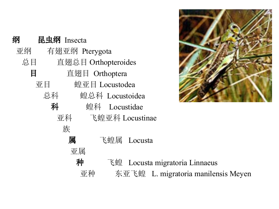 昆虫学5.ppt 第4页
