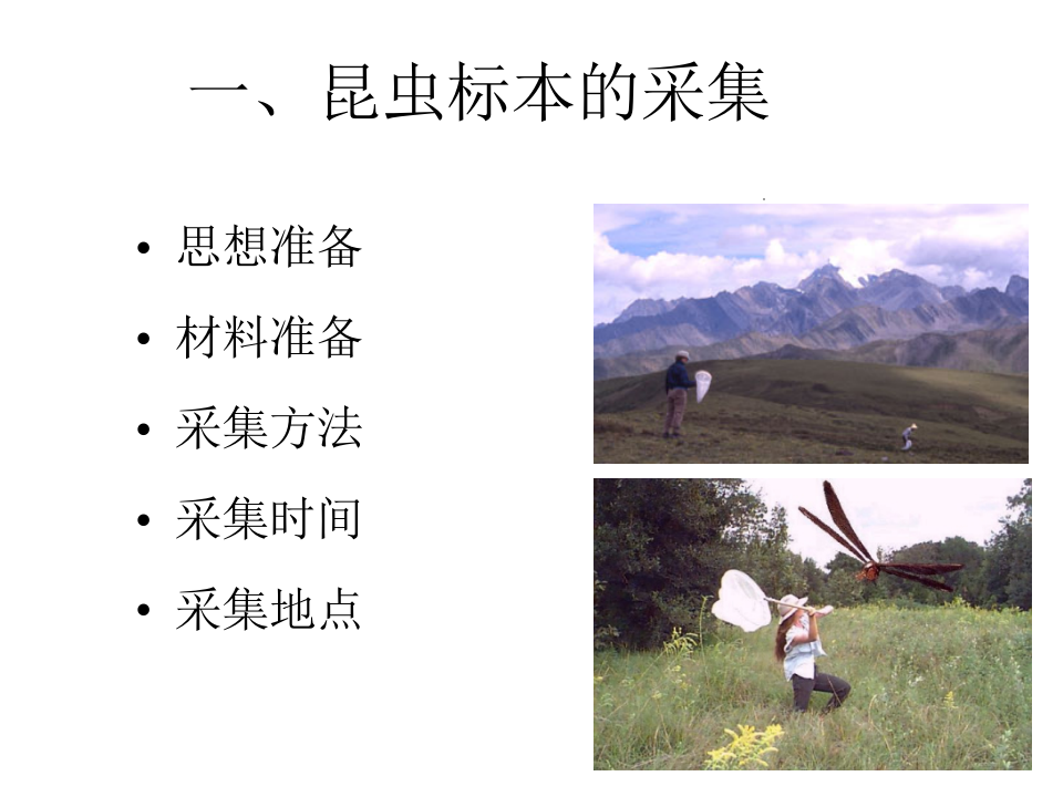 昆虫学6.ppt 第2页