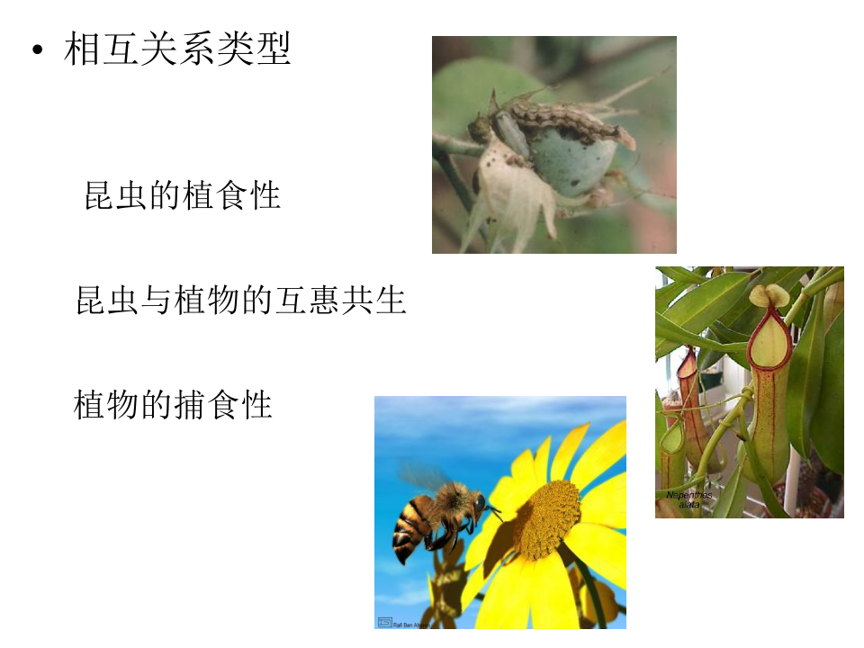 昆虫学7-1.ppt 第2页