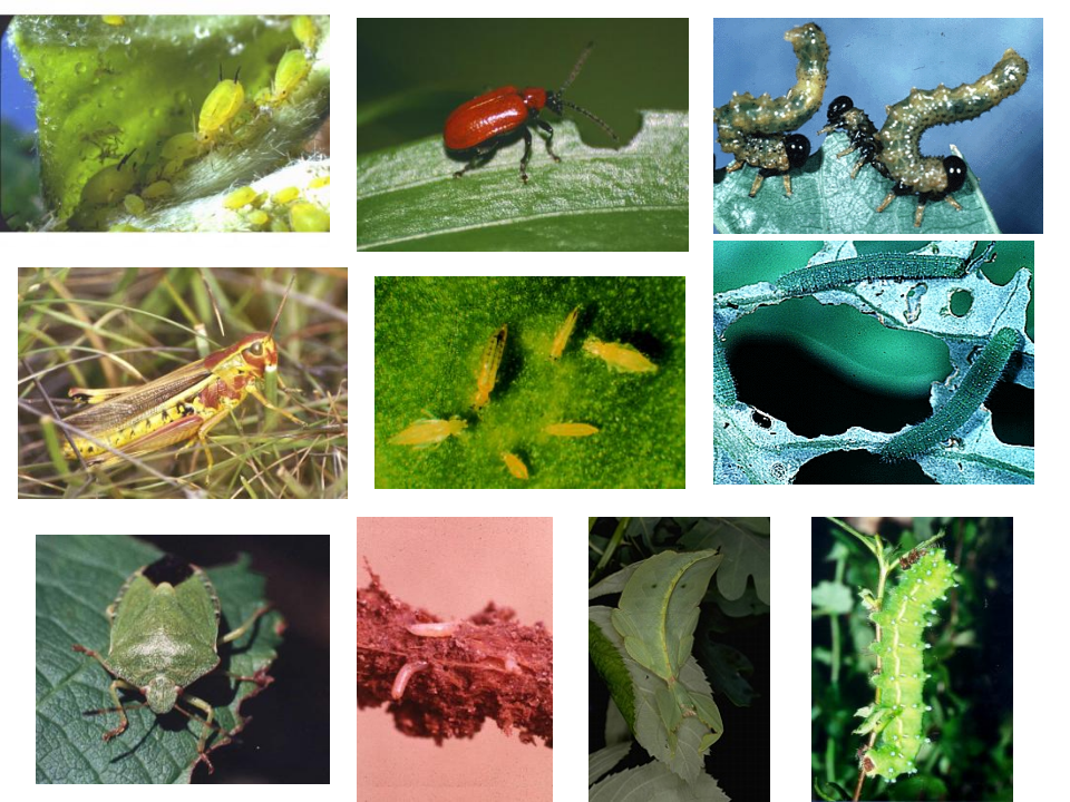 昆虫学7-1.ppt 第4页