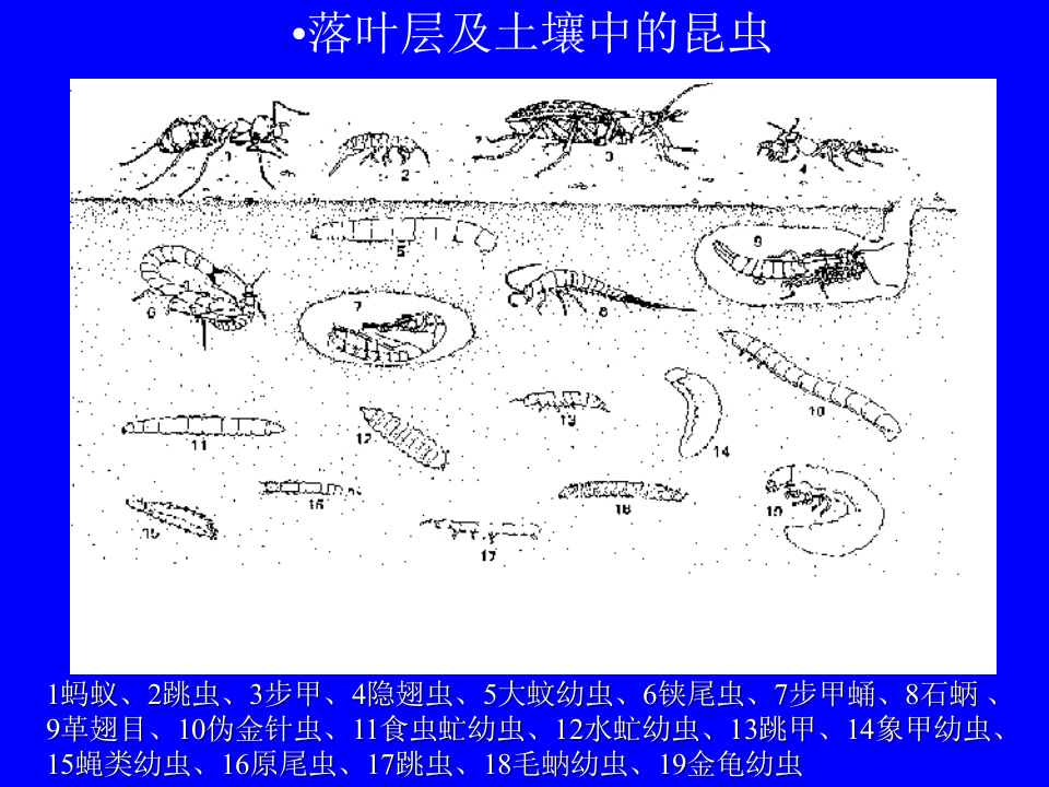 昆虫学8.ppt 第3页