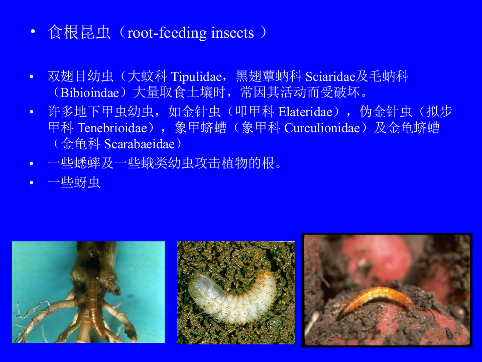 昆虫学8.ppt 第5页