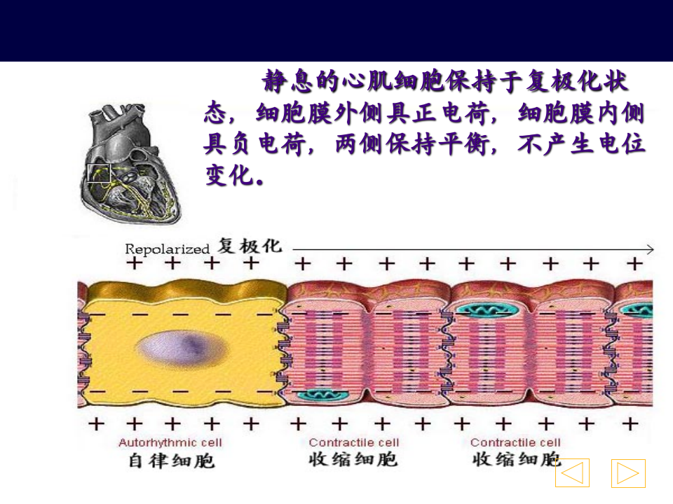 心电图2013最新课件.ppt 第4页