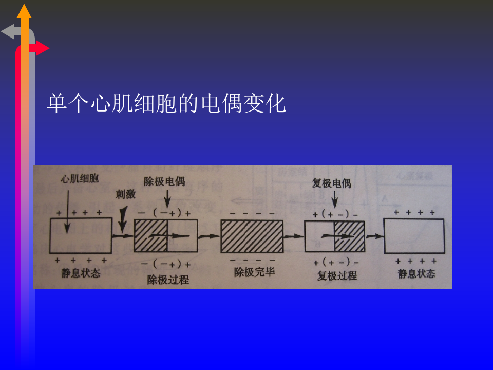 心电图－第一次课（1、2节）.ppt 第5页
