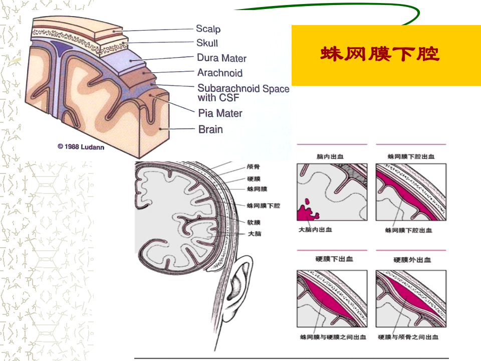 5)级放射口腔SAH.ppt 第2页