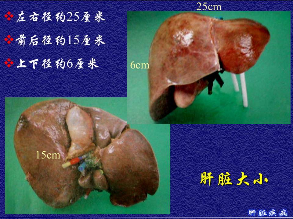 10)级放射口腔肝脏疾病.ppt 第5页