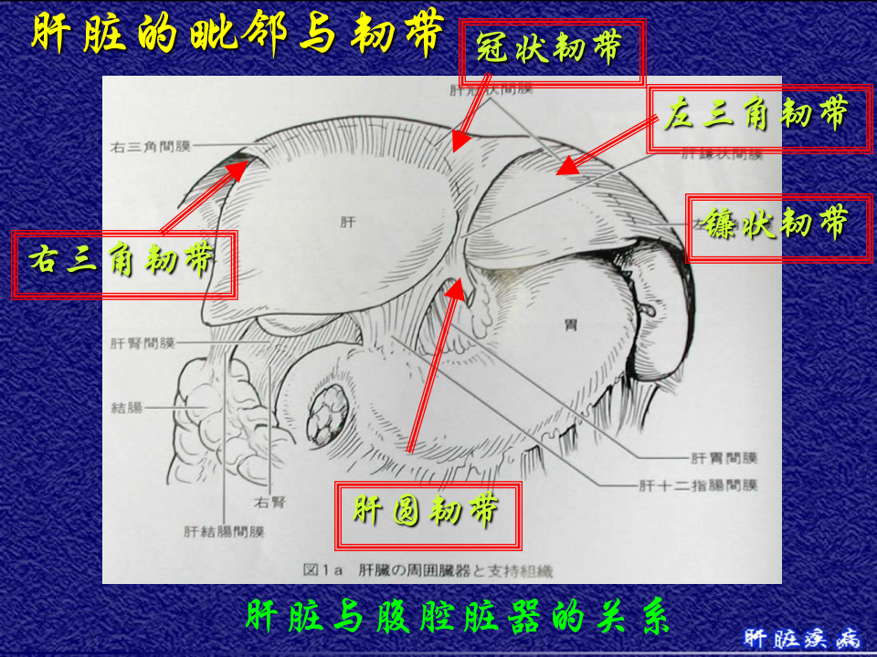 10)级放射口腔肝脏疾病.ppt 第4页
