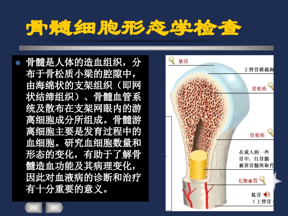 骨髓.ppt 第3页