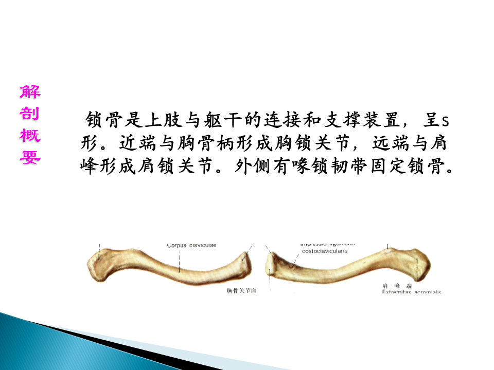 上肢骨折五年制2015-04-14.ppt 第5页