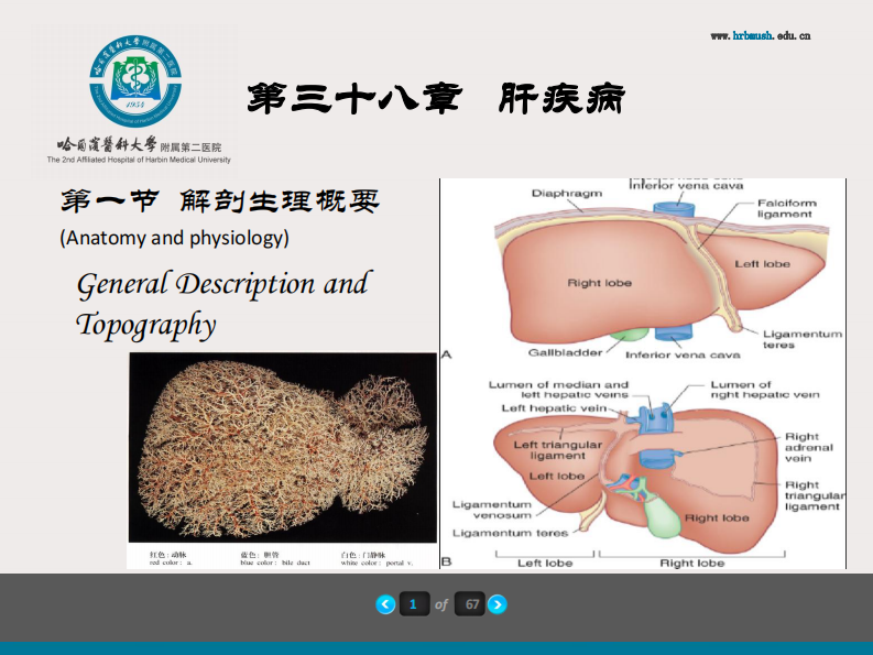 75内科-肝疾病及门脉高压.pdf 第2页
