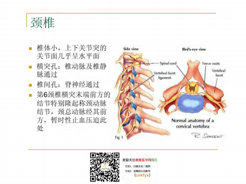 康复医学：颈肩腰康复（宝典指南）.pdf 第5页