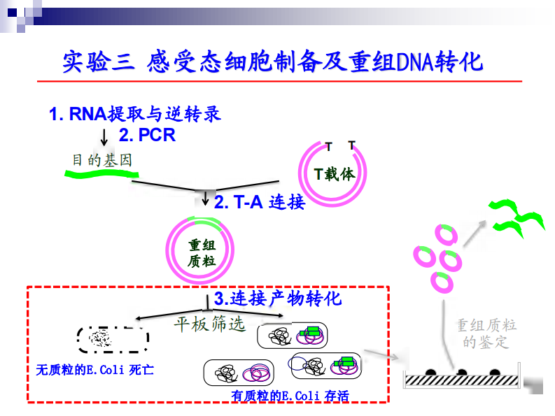 分子实验-第三次课 感受态制备 转化.pdf 第2页