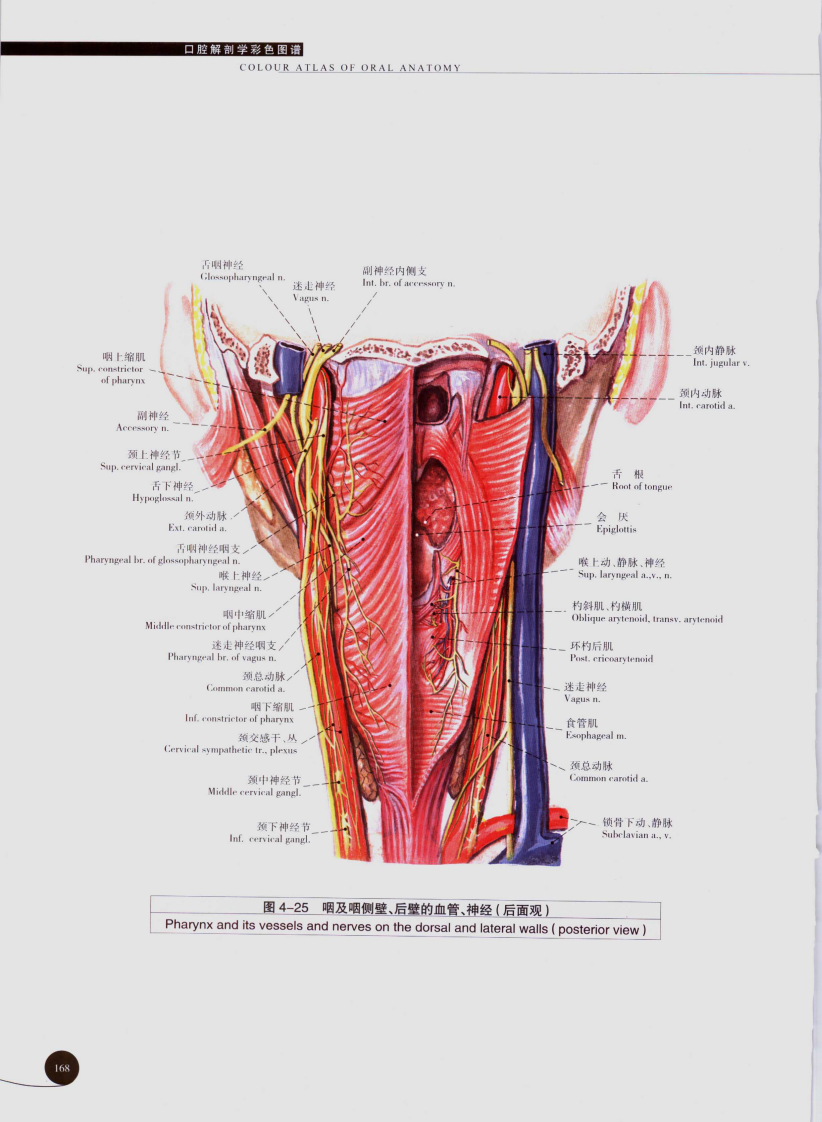 口腔解剖学彩色图谱05.pdf 第2页