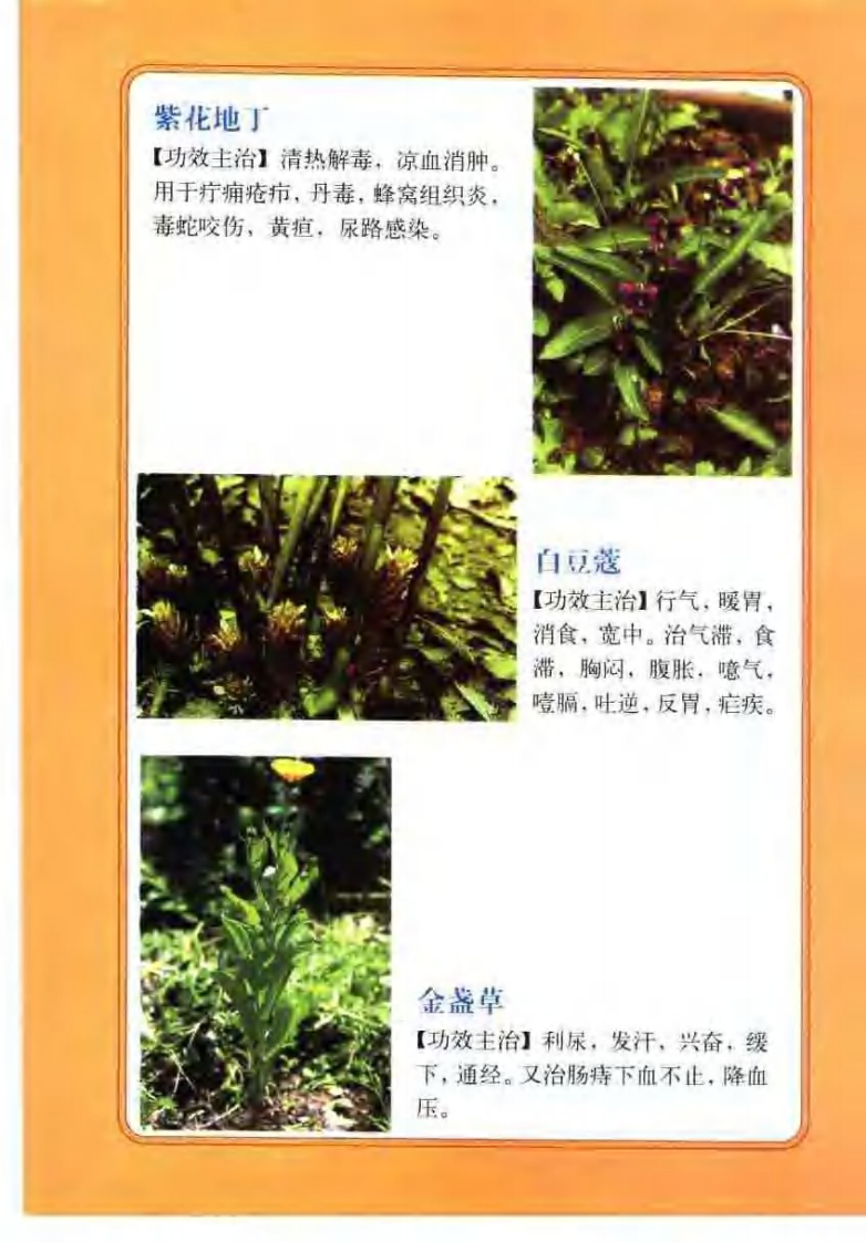 中药图谱（彩色图文版）【徐君】.pdf 第3页