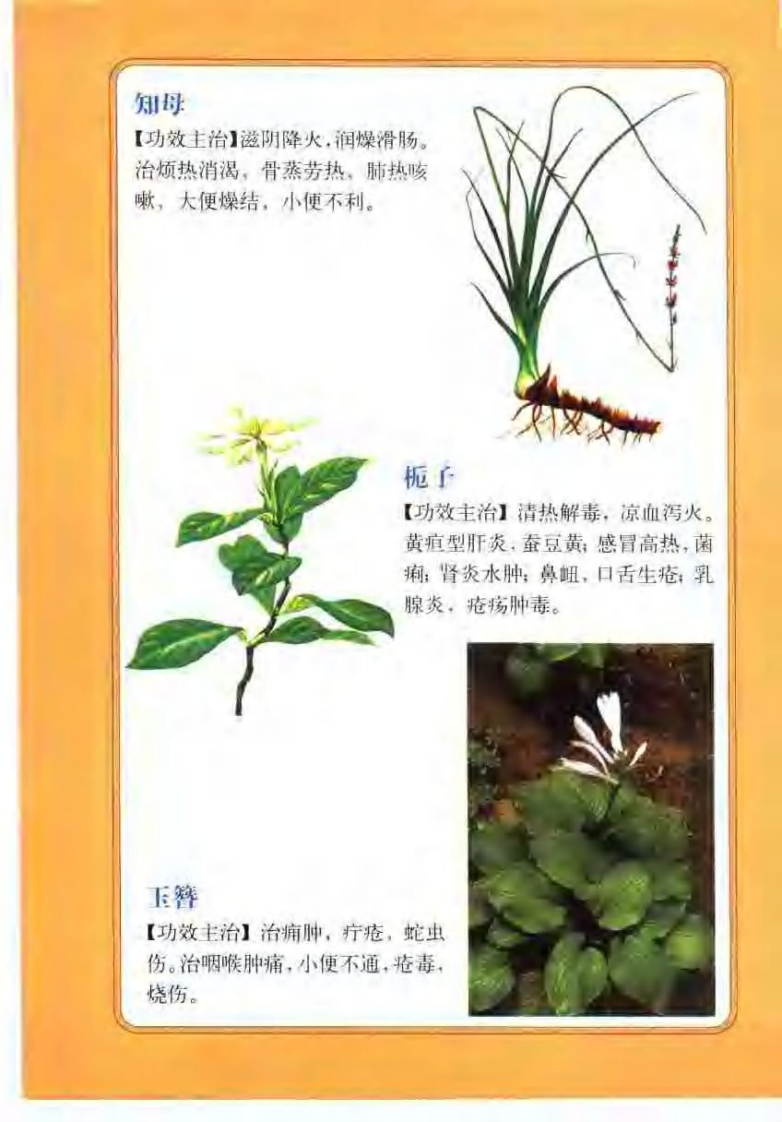 中药图谱（彩色图文版）【徐君】.pdf 第5页