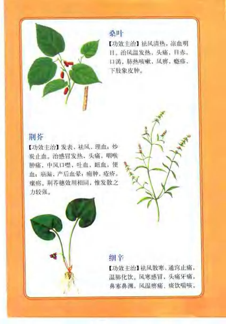 中药图谱（彩色图文版）【徐君】.pdf 第2页