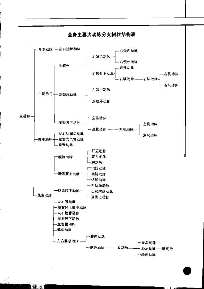 临床血管解剖学（彩图版）.pdf 第1页