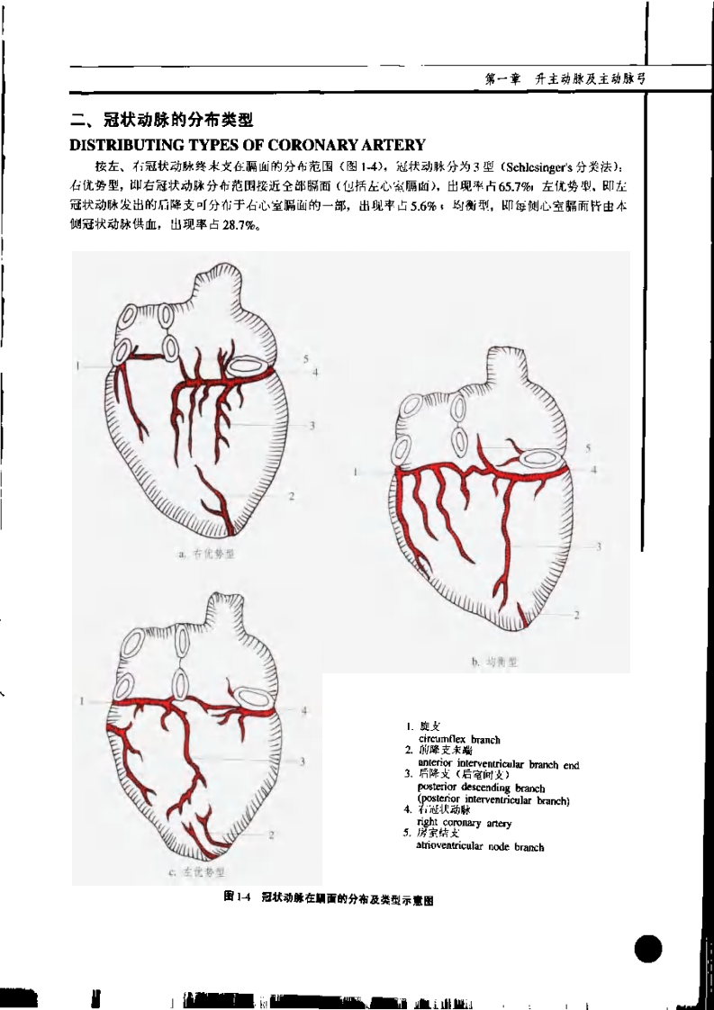临床血管解剖学（彩图版）.pdf 第4页