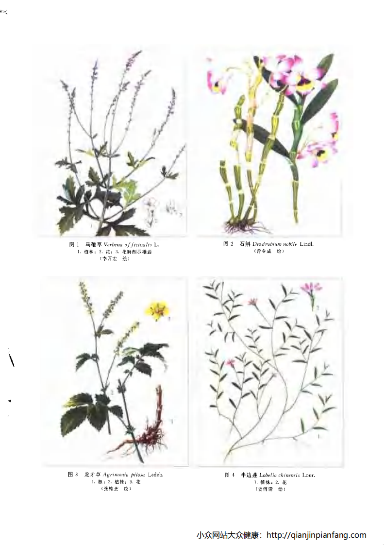 新编中药志（第三卷）（全草、叶、及其它类药）（肖培根）.pdf 第5页