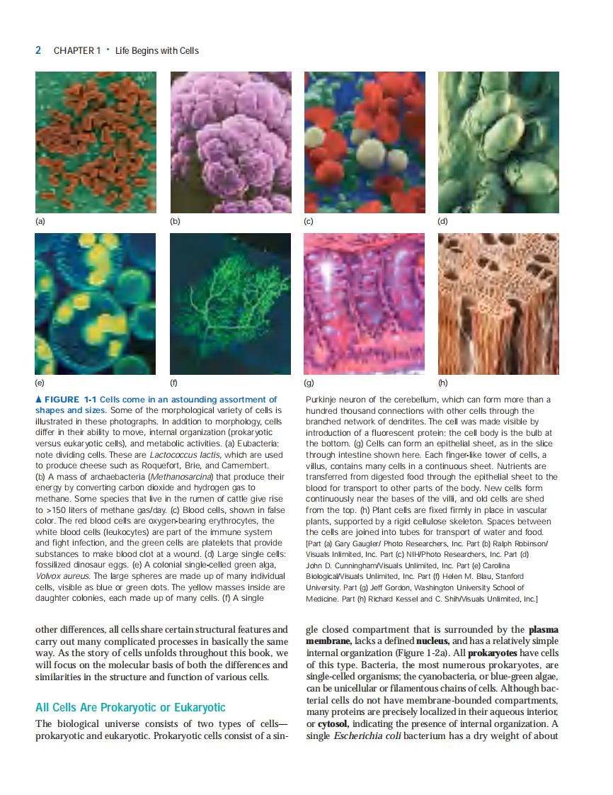 【分子细胞】Molecular Cell Biology 6ed.pdf 第2页