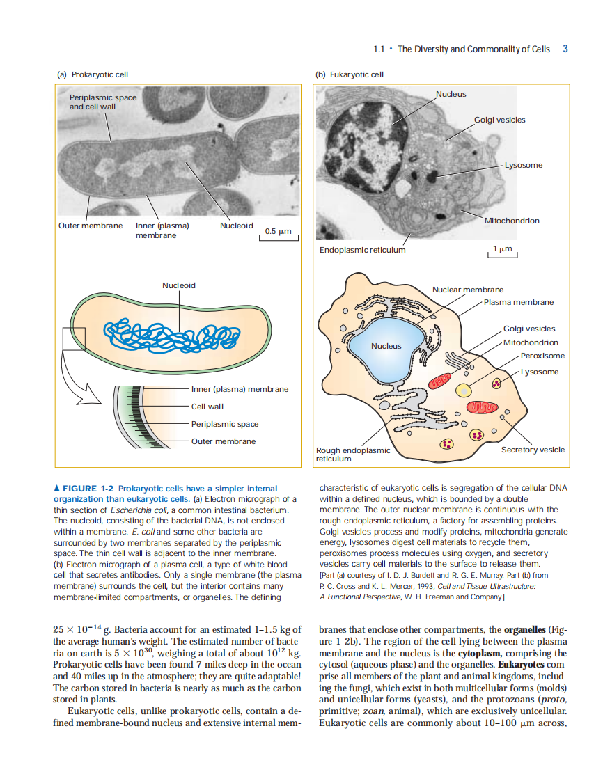 【分子细胞】Molecular Cell Biology 6ed.pdf 第3页