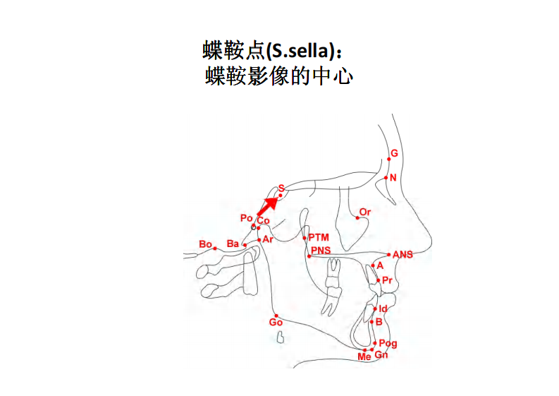 163（电子书）正畸解剖标志点.pdf 第3页