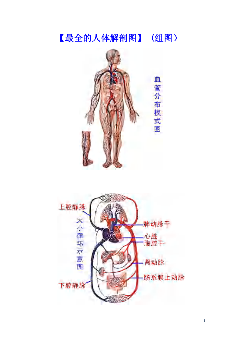 最全的人体解剖图.pdf 第1页