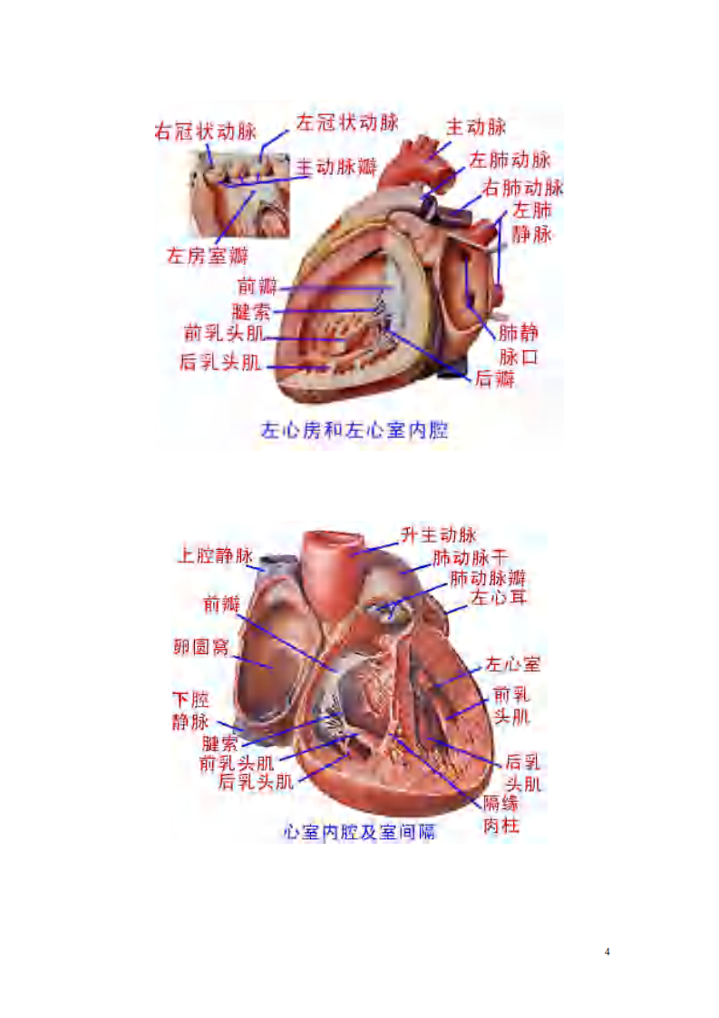 最全的人体解剖图.pdf 第4页