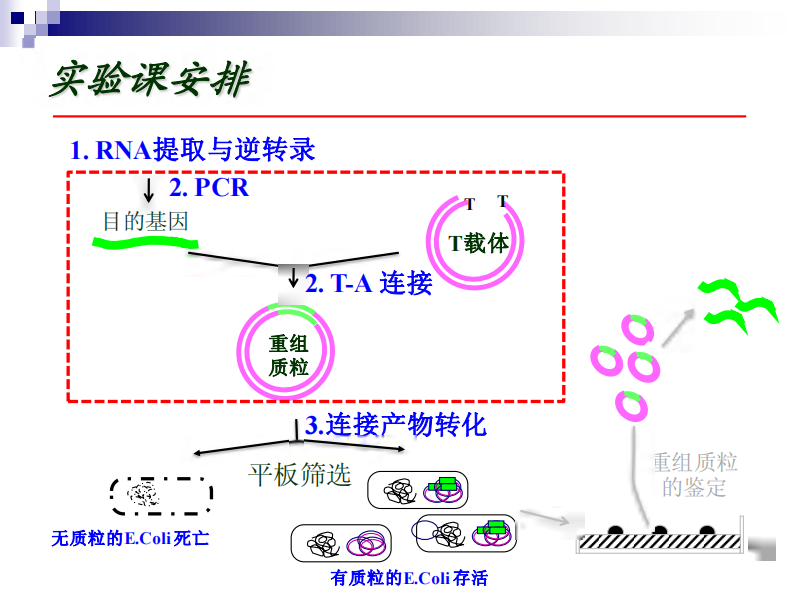 第二次课PCR T-A 连接实验 课件.pdf 第3页
