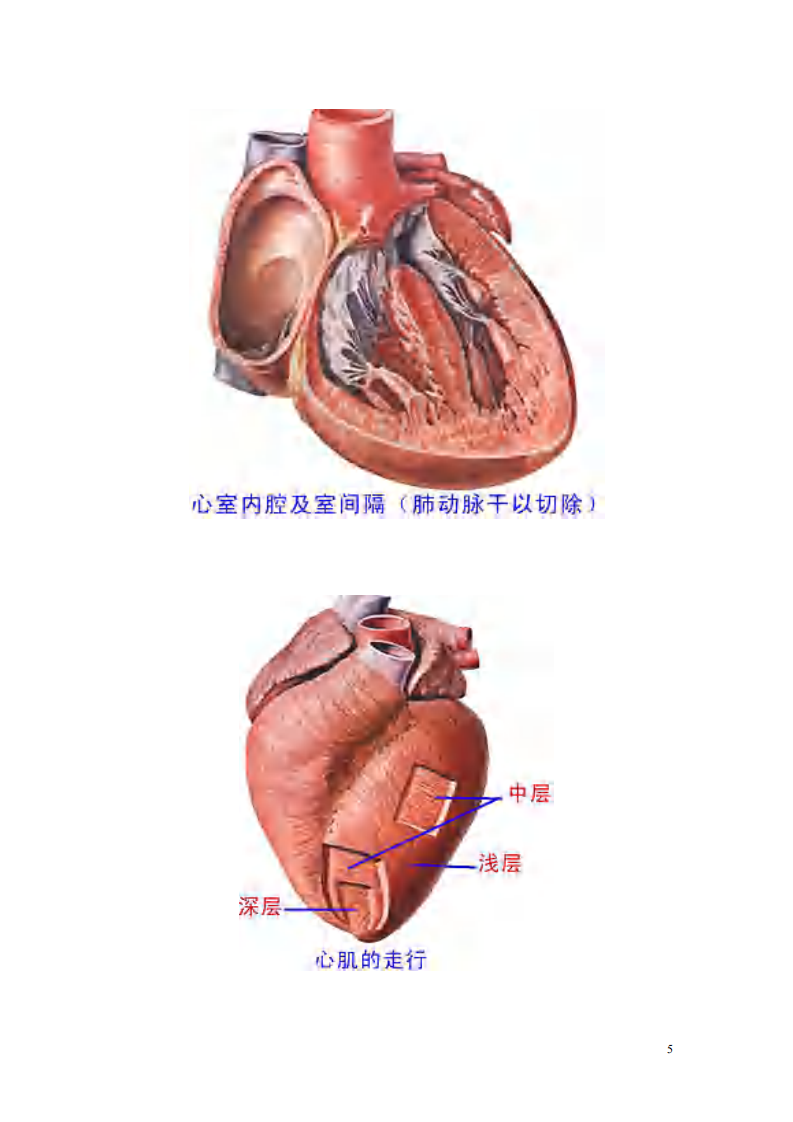 人体解剖图大全(彩图版).pdf 第5页
