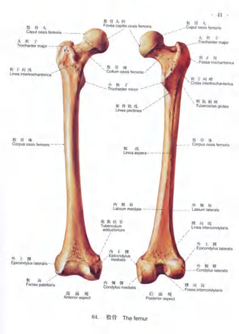 下肢肌肉解剖彩色图谱-中英对照.pdf 第5页