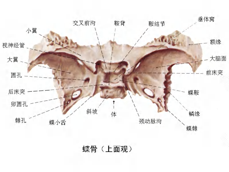 颅面骨高清解剖图谱.pdf 第3页