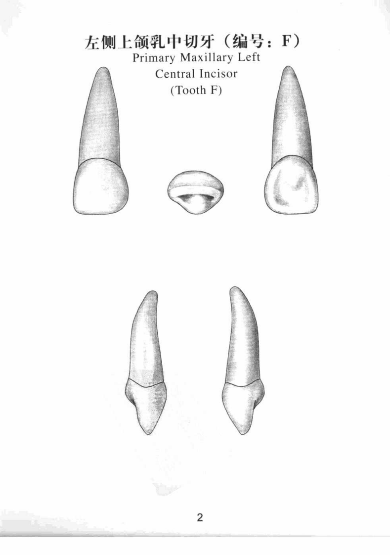 牙体图谱（第2版）_张秀华2008译 .pdf 第5页