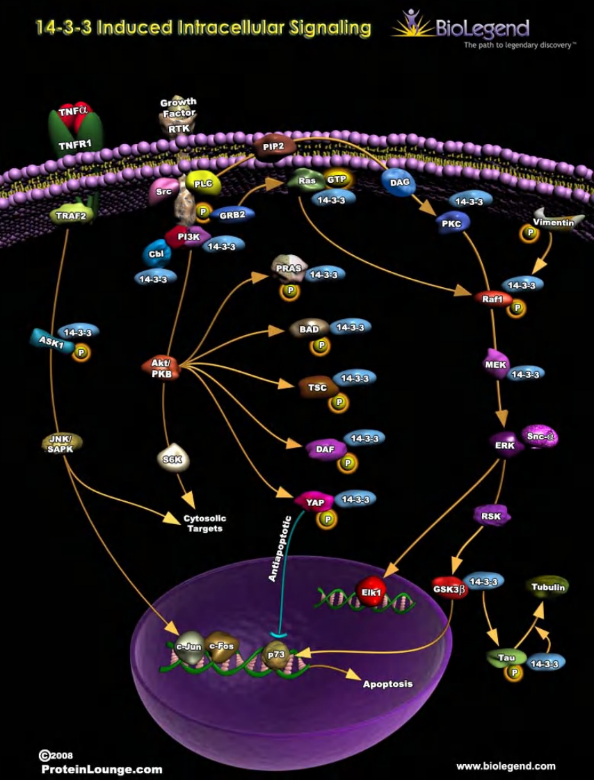 细胞信号通路大全_Signal_Transduction_(上)【微信公众号：bioworlde】.pdf 第1页