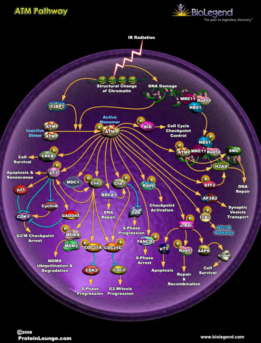 细胞信号通路大全_Signal_Transduction_(上)【微信公众号：bioworlde】.pdf 第5页