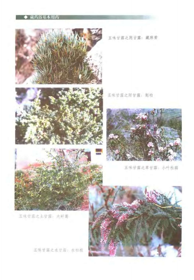 中国藏药浴(黄福开).pdf 第4页