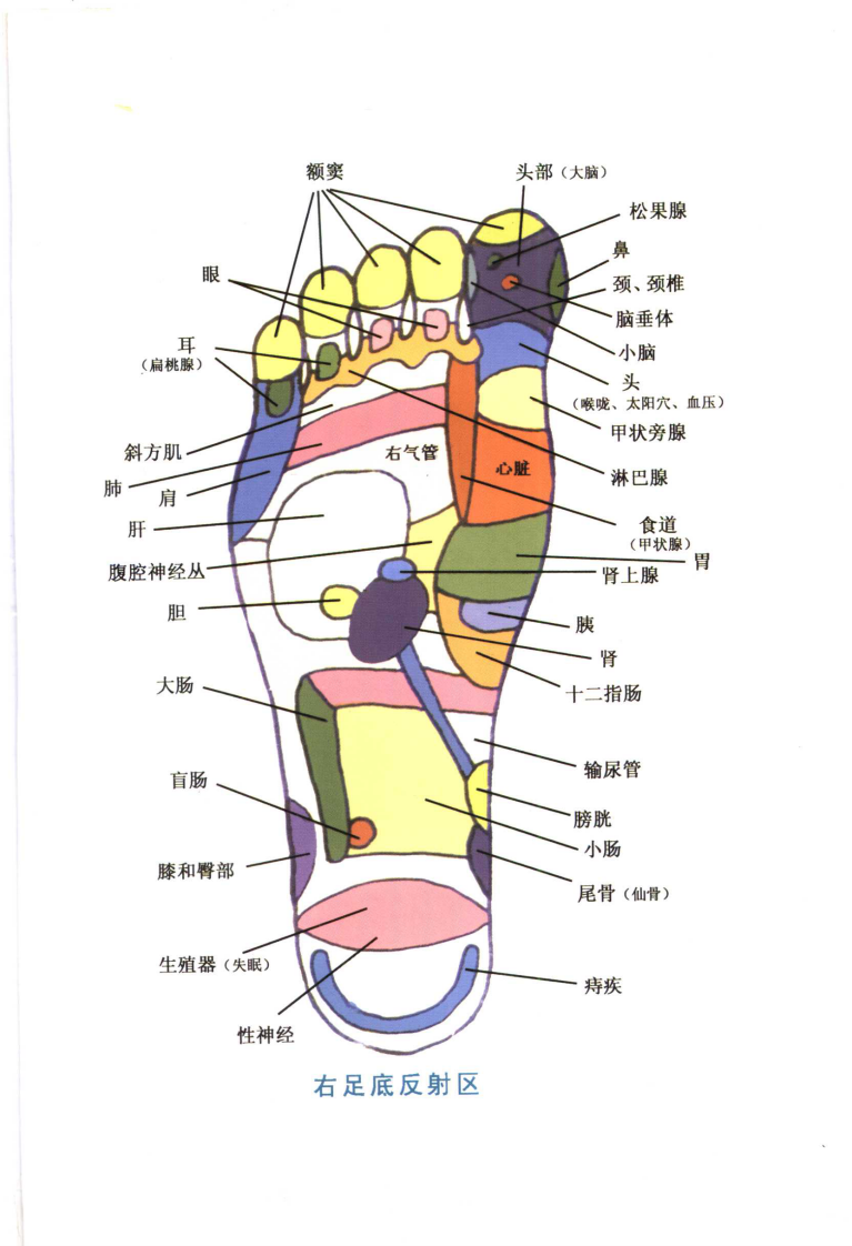 足部推拿按摩（宋一同）.pdf 第1页