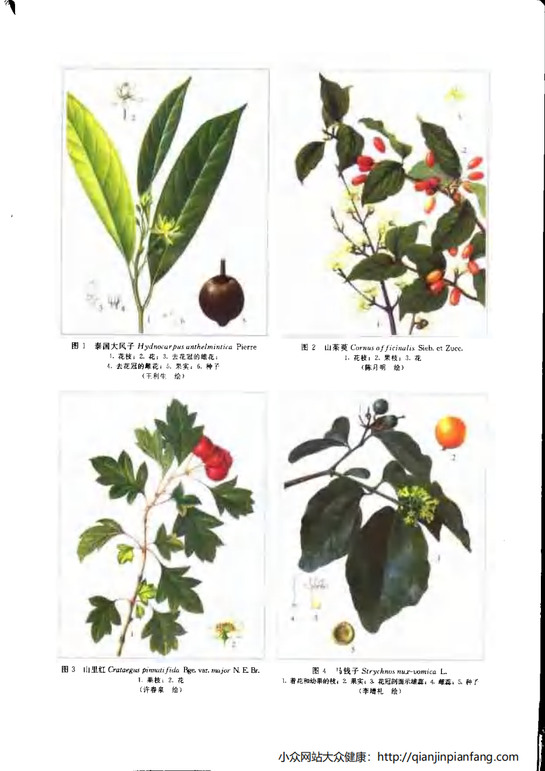 新编中药志（第二卷）（种子、果实、花类药）（肖培根）.pdf 第5页