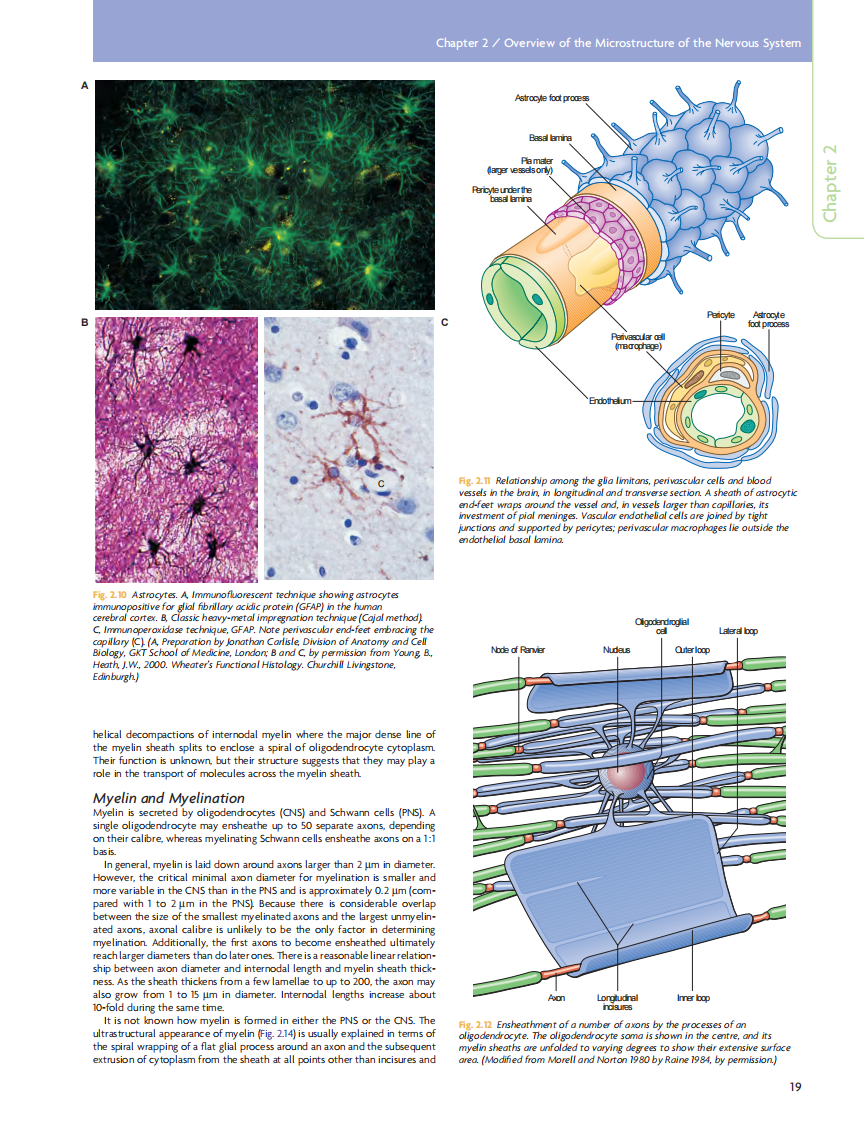 GRAY'S Clinical Neuroanatomy The Anatomic Basis for Clinical Neuroscience_部分2 临床神经科学和解剖.pdf 第3页