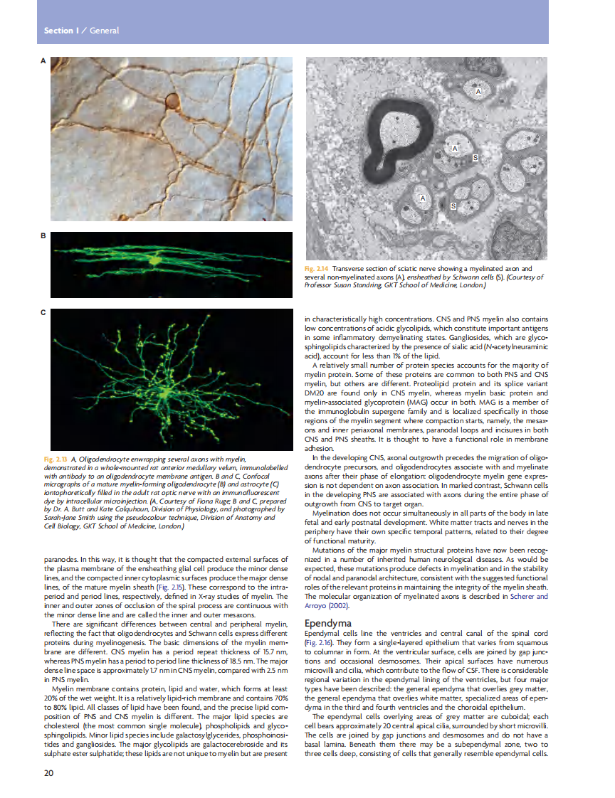 GRAY'S Clinical Neuroanatomy The Anatomic Basis for Clinical Neuroscience_部分2 临床神经科学和解剖.pdf 第4页