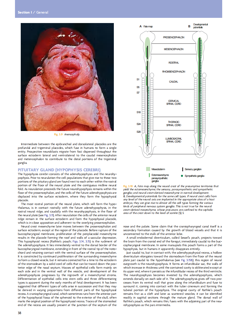 GRAY'S Clinical Neuroanatomy The Anatomic Basis for Clinical Neuroscience_部分3.pdf 第3页