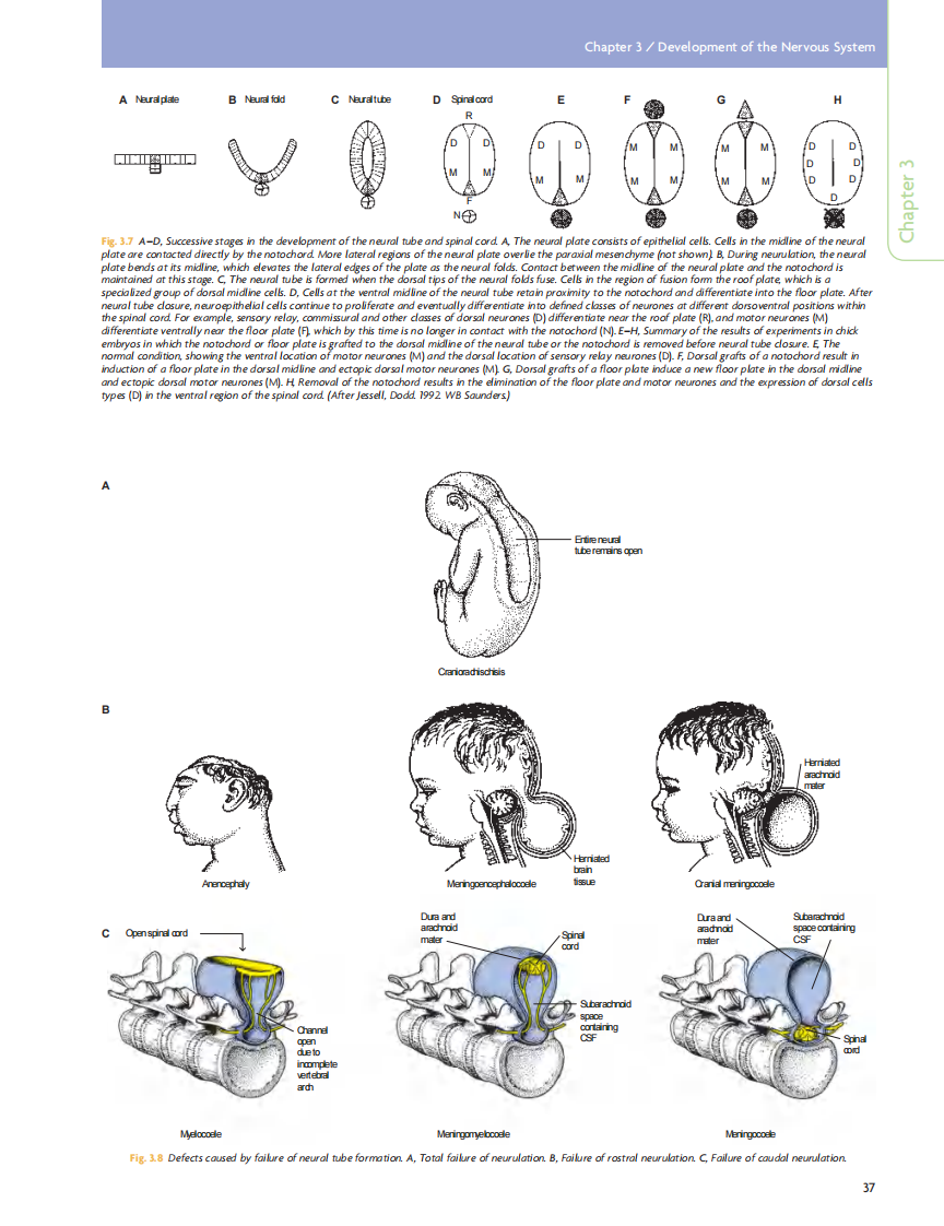GRAY'S Clinical Neuroanatomy The Anatomic Basis for Clinical Neuroscience_部分3.pdf 第2页
