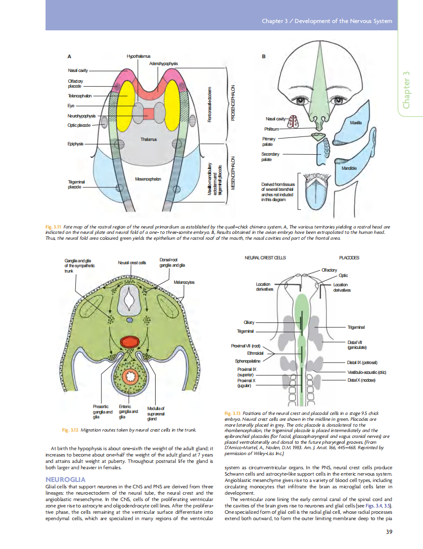 GRAY'S Clinical Neuroanatomy The Anatomic Basis for Clinical Neuroscience_部分3.pdf 第4页