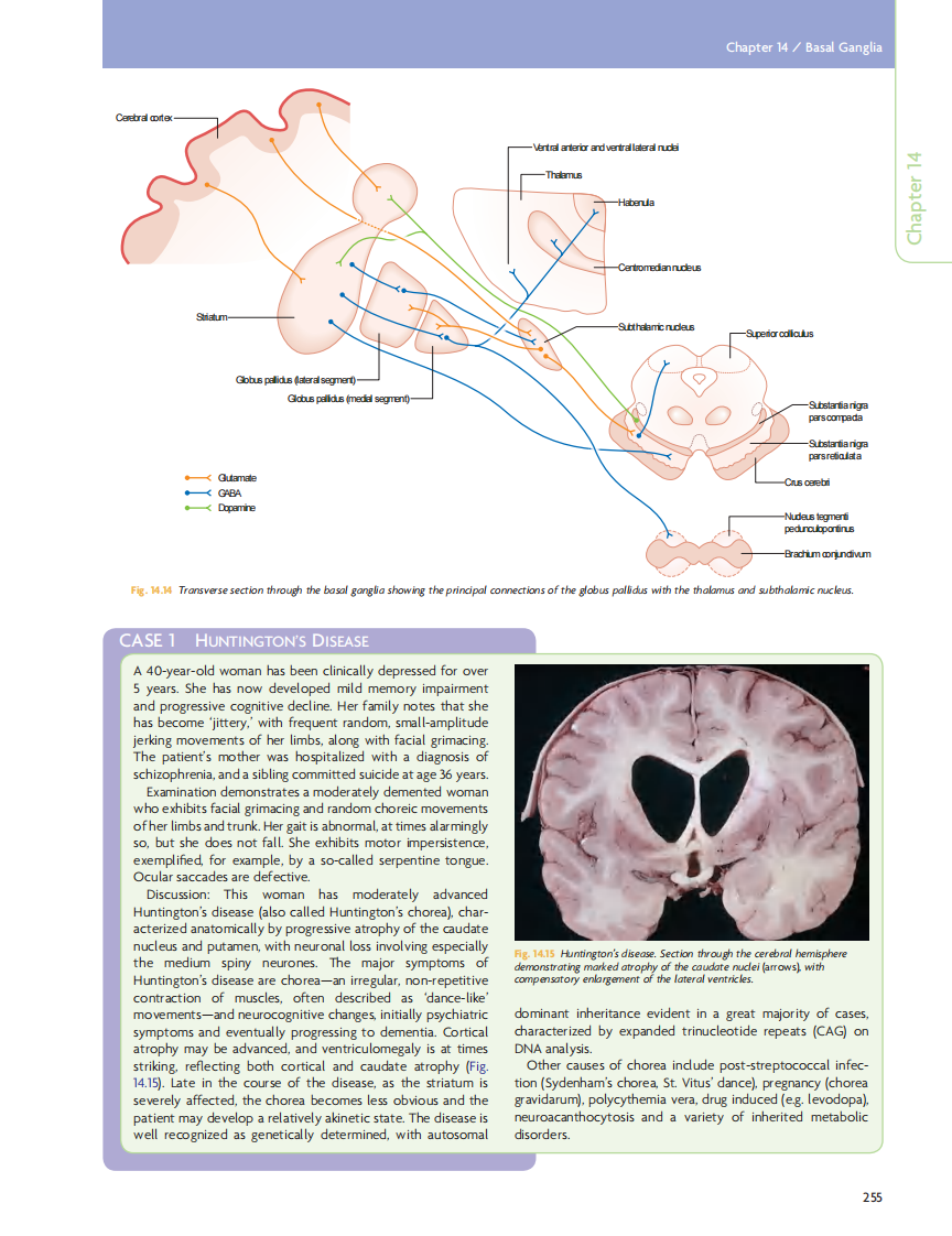 GRAY'S Clinical Neuroanatomy The Anatomic Basis for Clinical Neuroscience_部分11.pdf 第1页