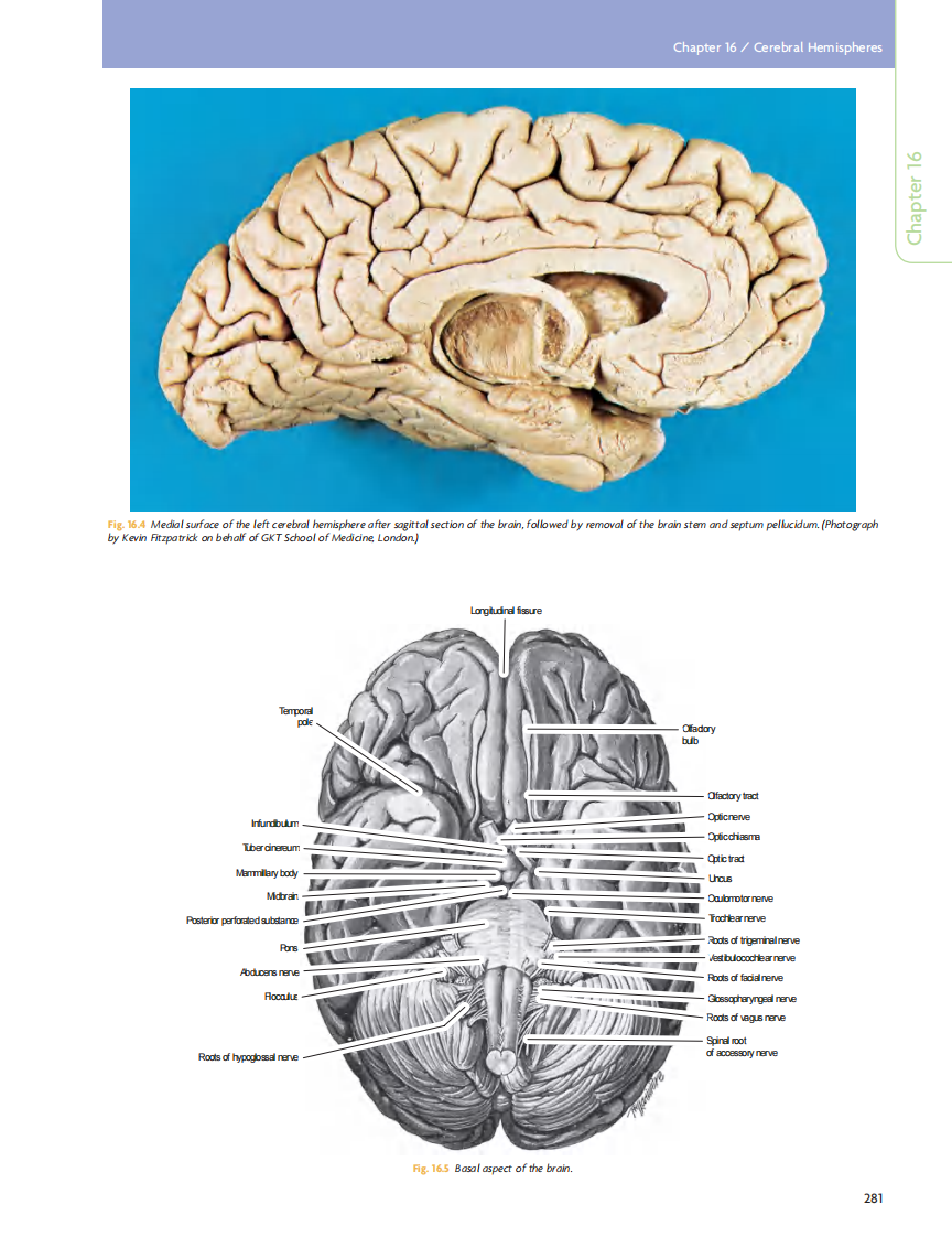 GRAY'S Clinical Neuroanatomy The Anatomic Basis for Clinical Neuroscience_部分12.pdf 第2页